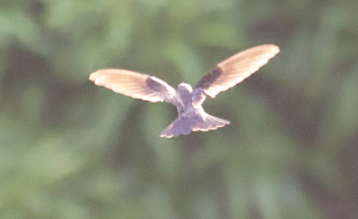 Caroline Islands Swiftlet - ML617126709