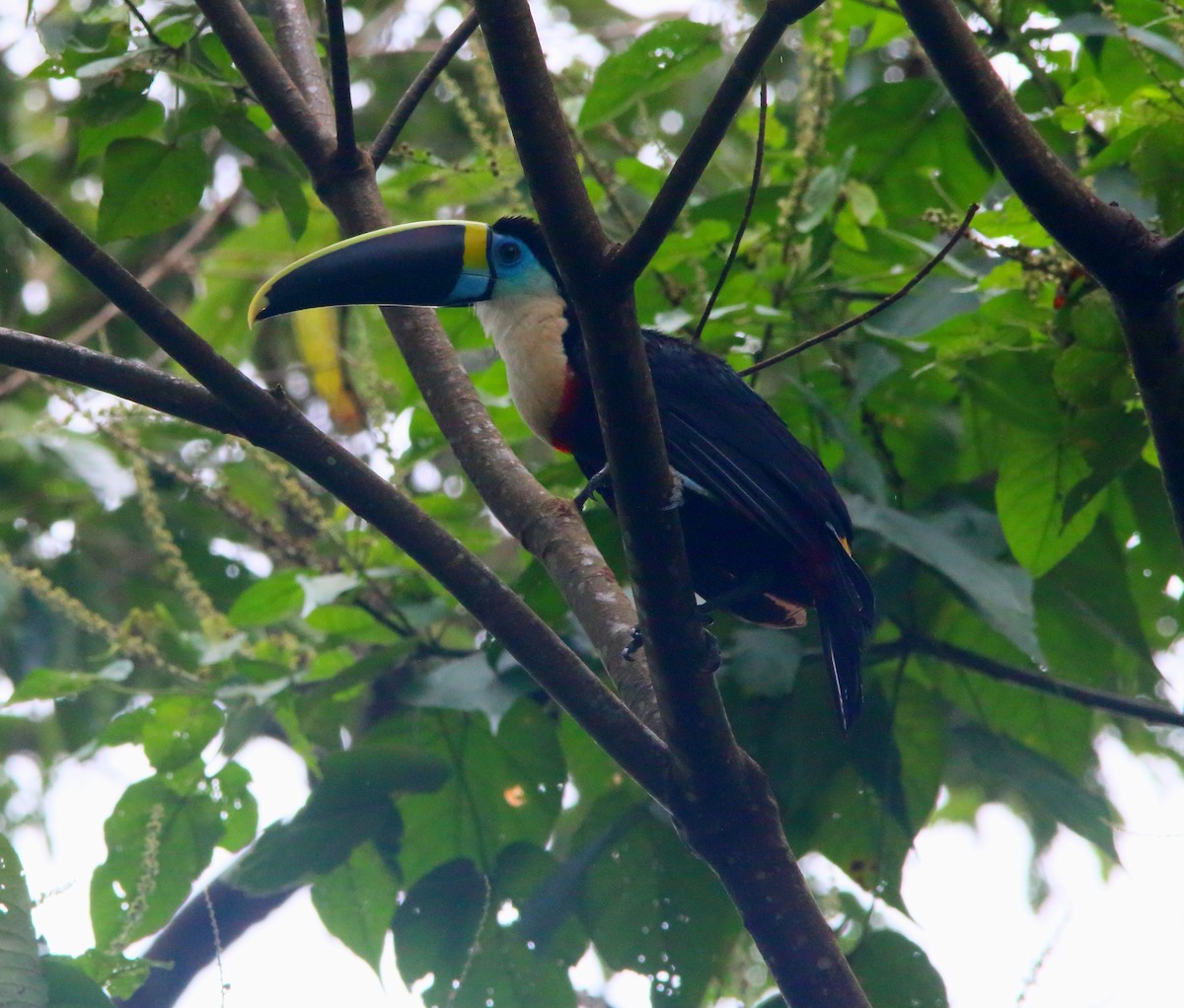 White-throated Toucan (Cuvier's) - ML617126714