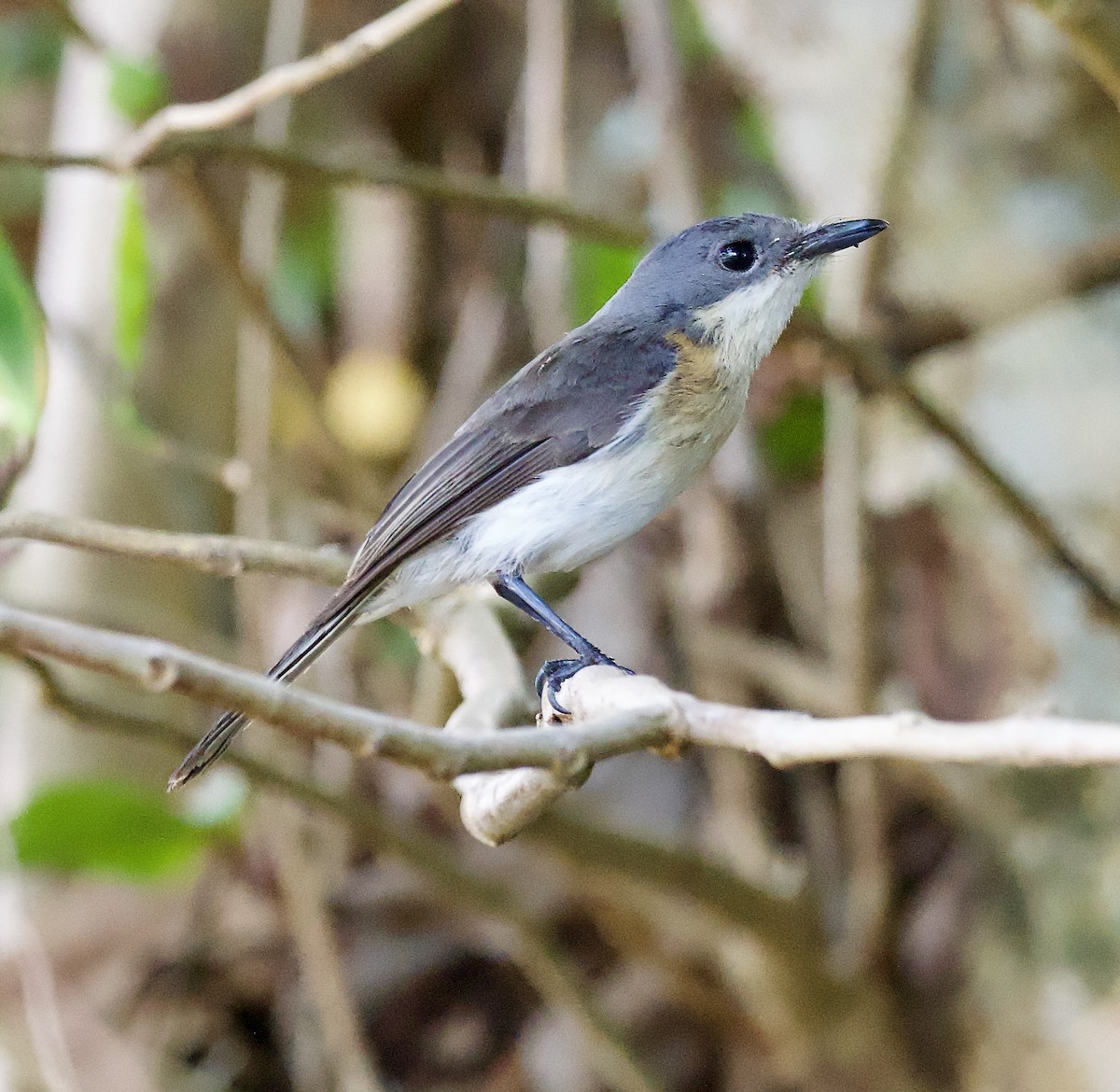 Oceanic Flycatcher - ML617126727