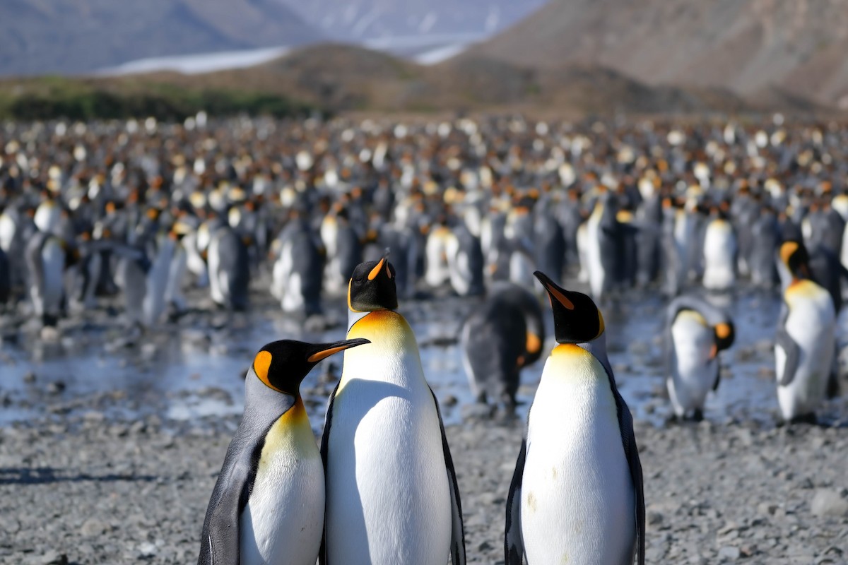 tučňák patagonský - ML617126736