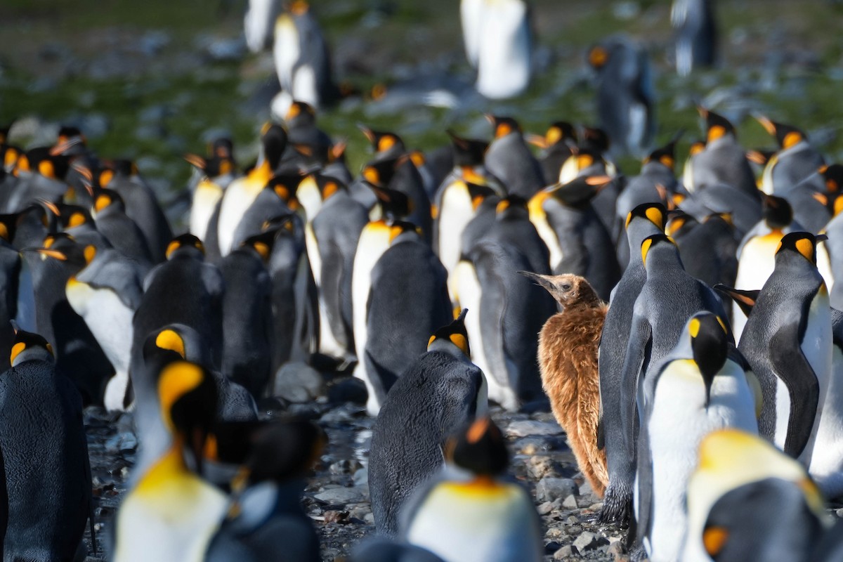 tučňák patagonský - ML617126737