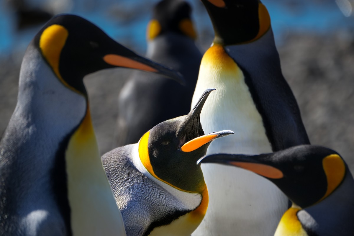 Королевский пингвин - ML617126738