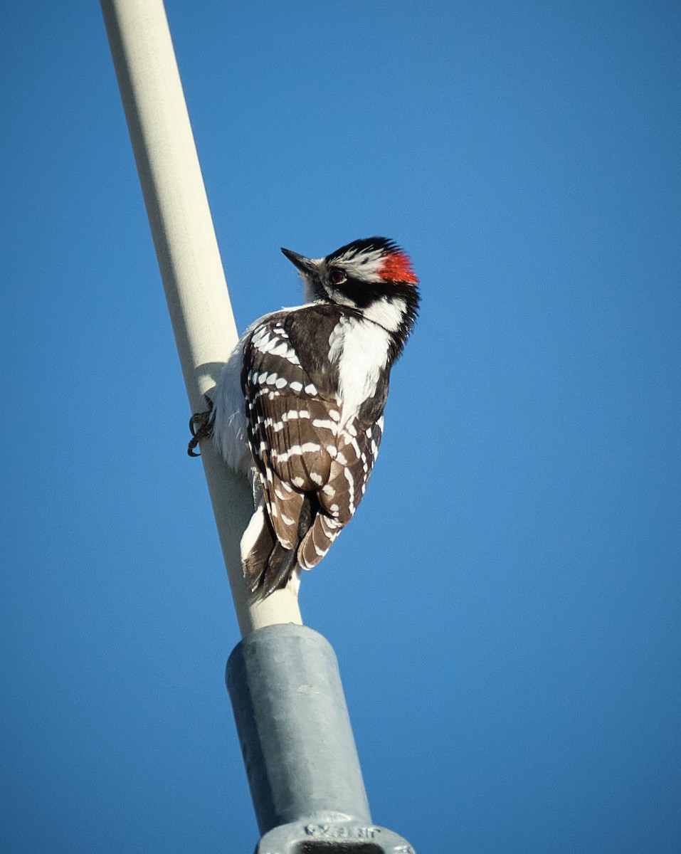 Downy Woodpecker - Chris Nigro