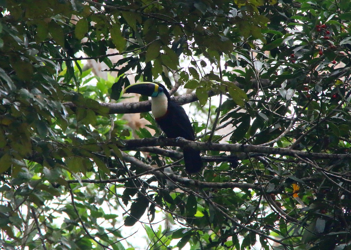 White-throated Toucan (Cuvier's) - ML617126769