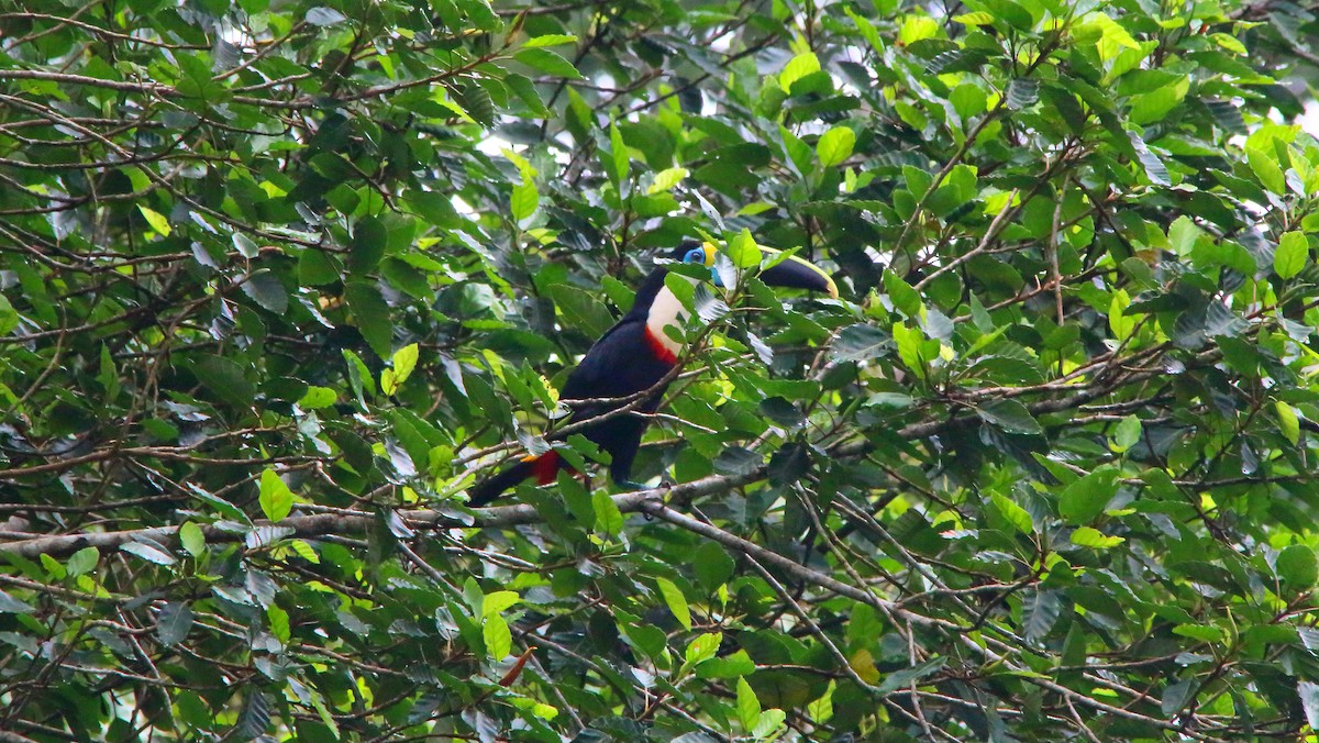 White-throated Toucan (Cuvier's) - ML617126771