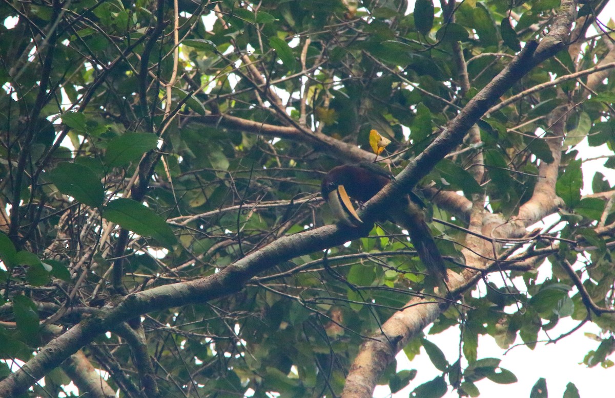 Ivory-billed Aracari (Brown-billed) - Yannick FRANCOIS