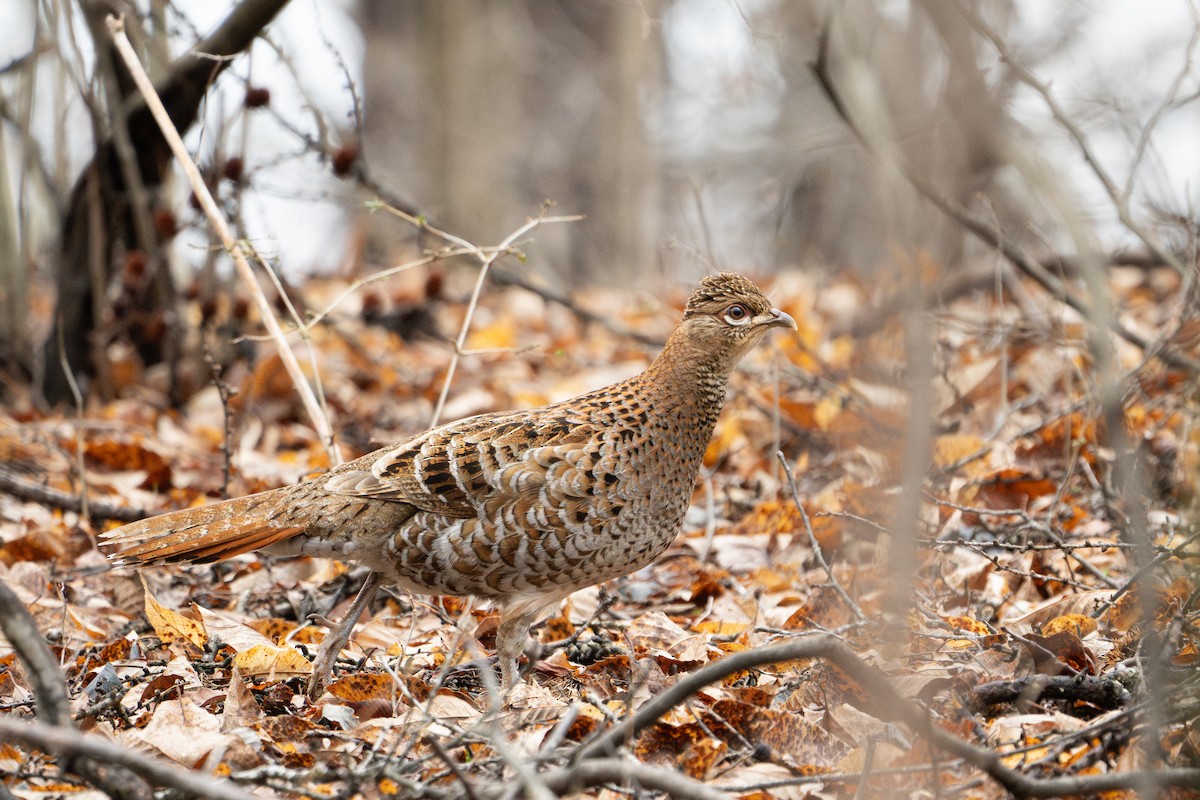 Copper Pheasant - Elias Ludescher