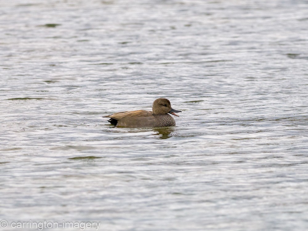 Gadwall - ML617126795