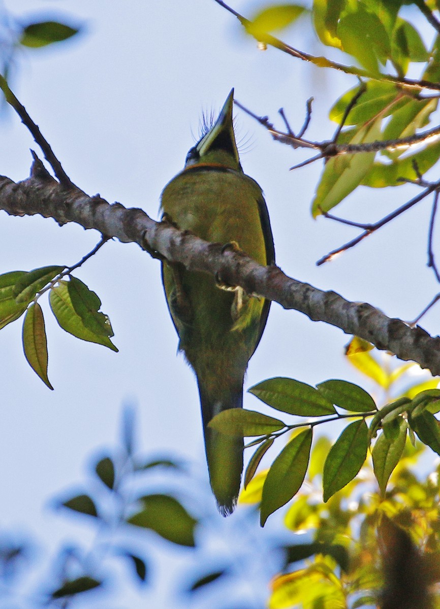 Fire-tufted Barbet - Neoh Hor Kee