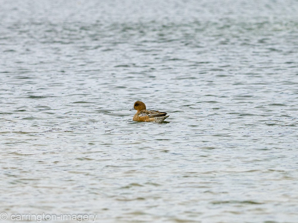 Eurasian Wigeon - ML617126797