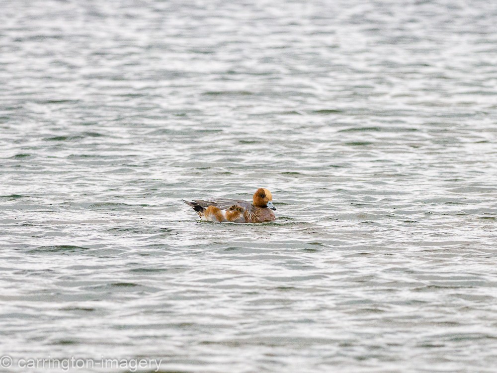 Eurasian Wigeon - ML617126798