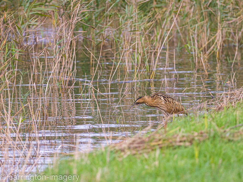 Great Bittern - ML617126804