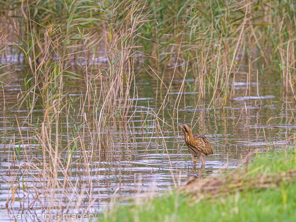 Great Bittern - ML617126805