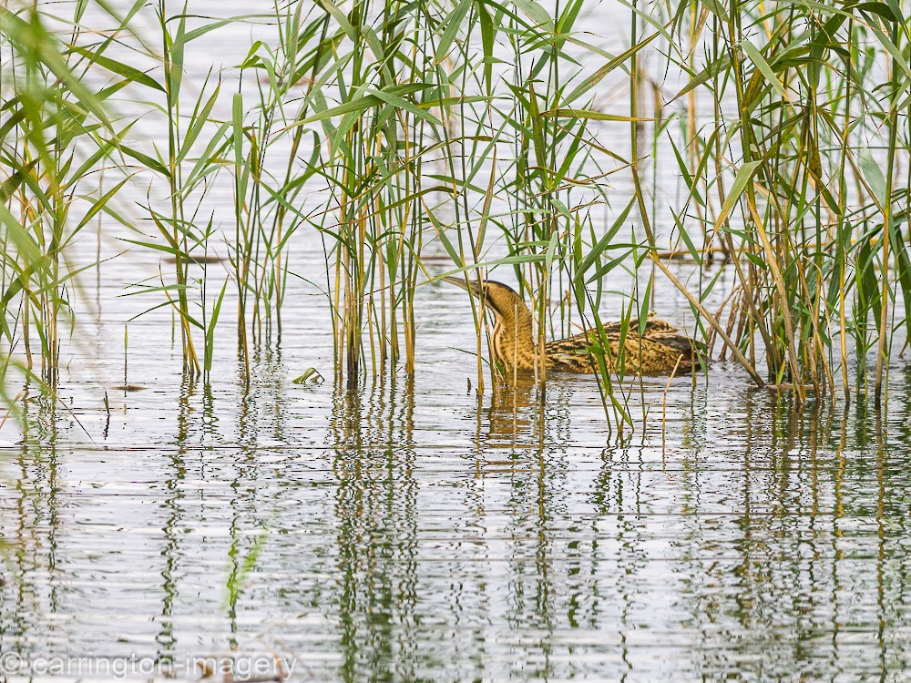 Great Bittern - ML617126806