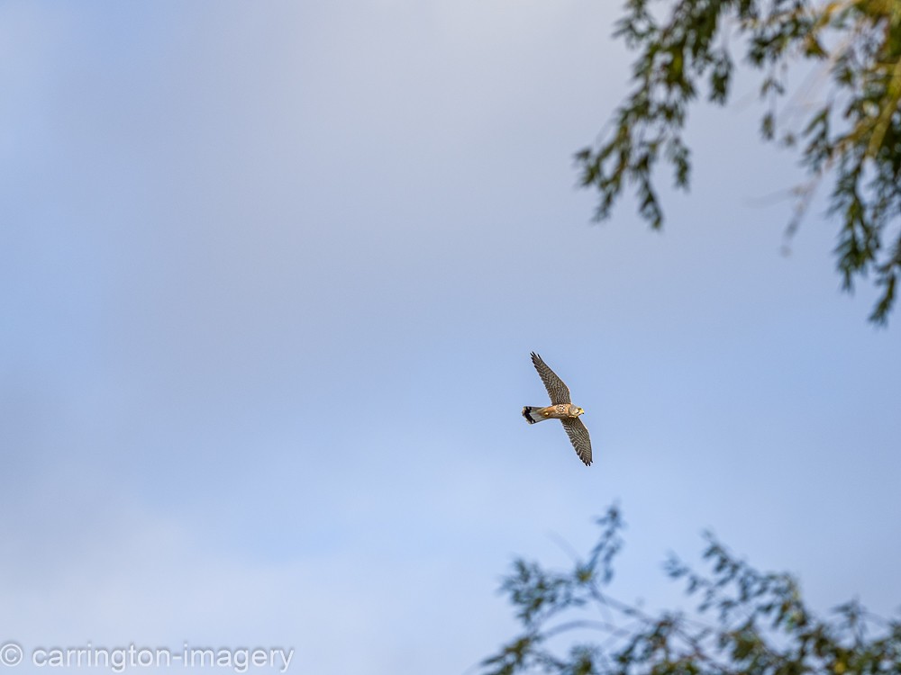 Eurasian Kestrel - ML617126807