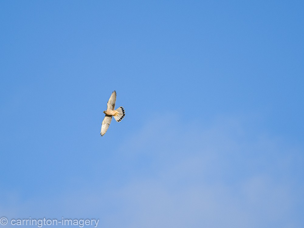 Eurasian Kestrel - ML617126808