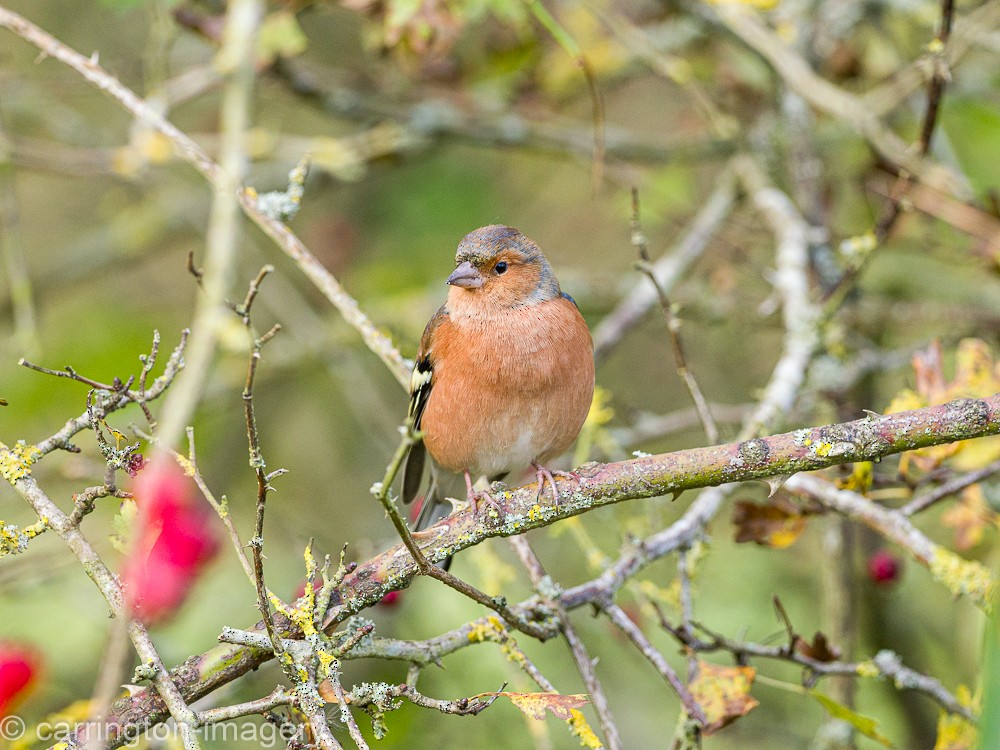 Common Chaffinch - ML617126809