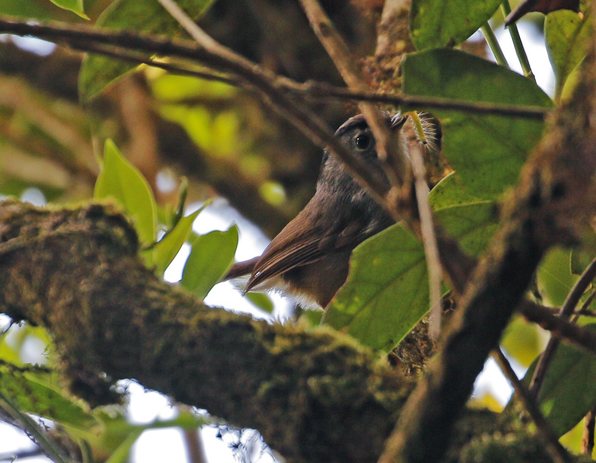 Mountain Fulvetta - ML617126812