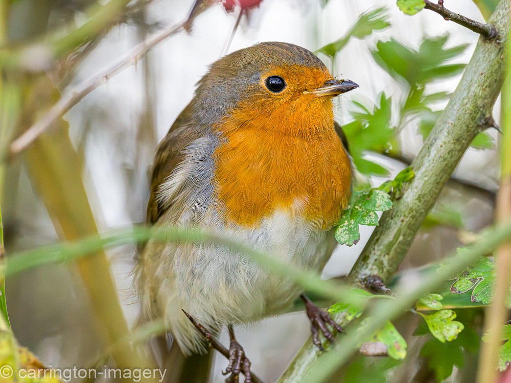 European Robin - ML617126813