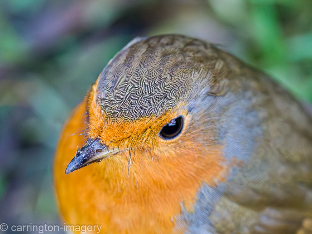 European Robin - ML617126814