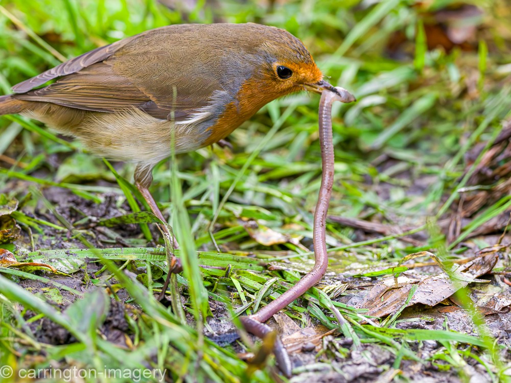 European Robin - ML617126815