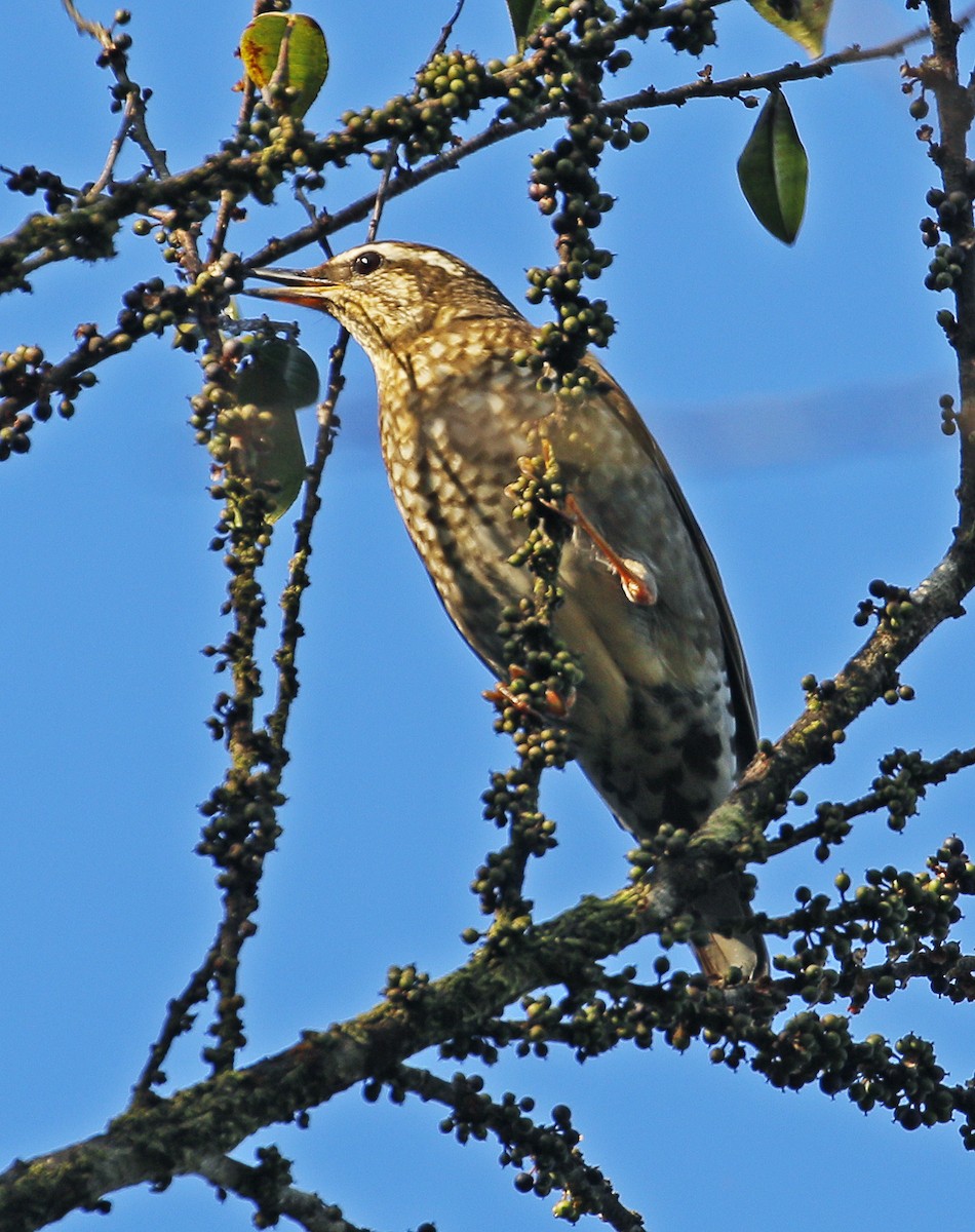 Siberian Thrush - Neoh Hor Kee