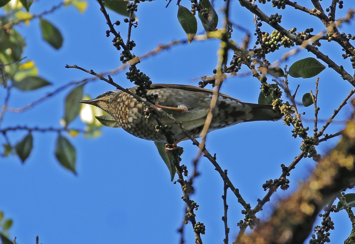 Siberian Thrush - Neoh Hor Kee