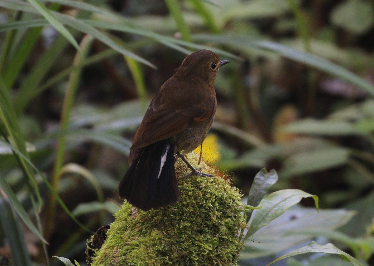 White-tailed Robin - ML617126823