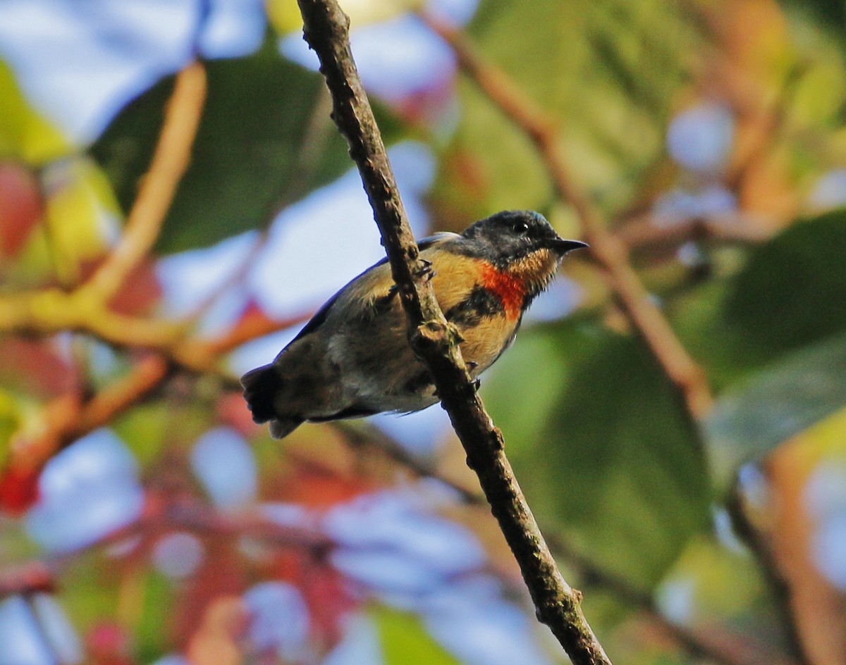 Fire-breasted Flowerpecker - ML617126826