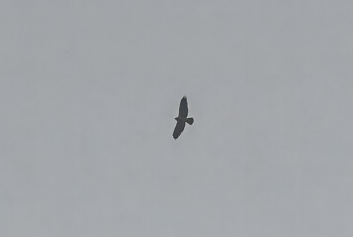 Swainson's Hawk - ML617126843