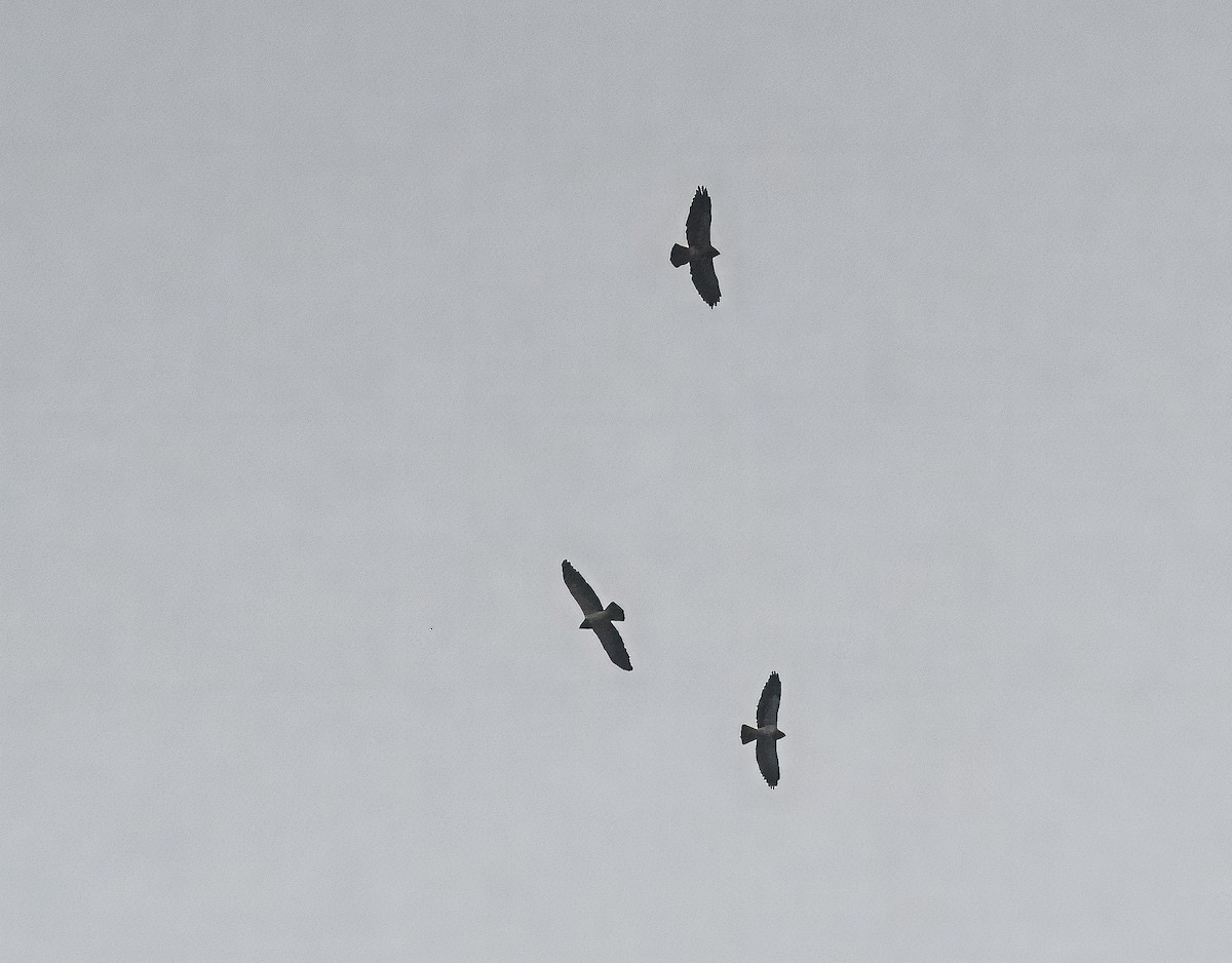 Swainson's Hawk - ML617126844