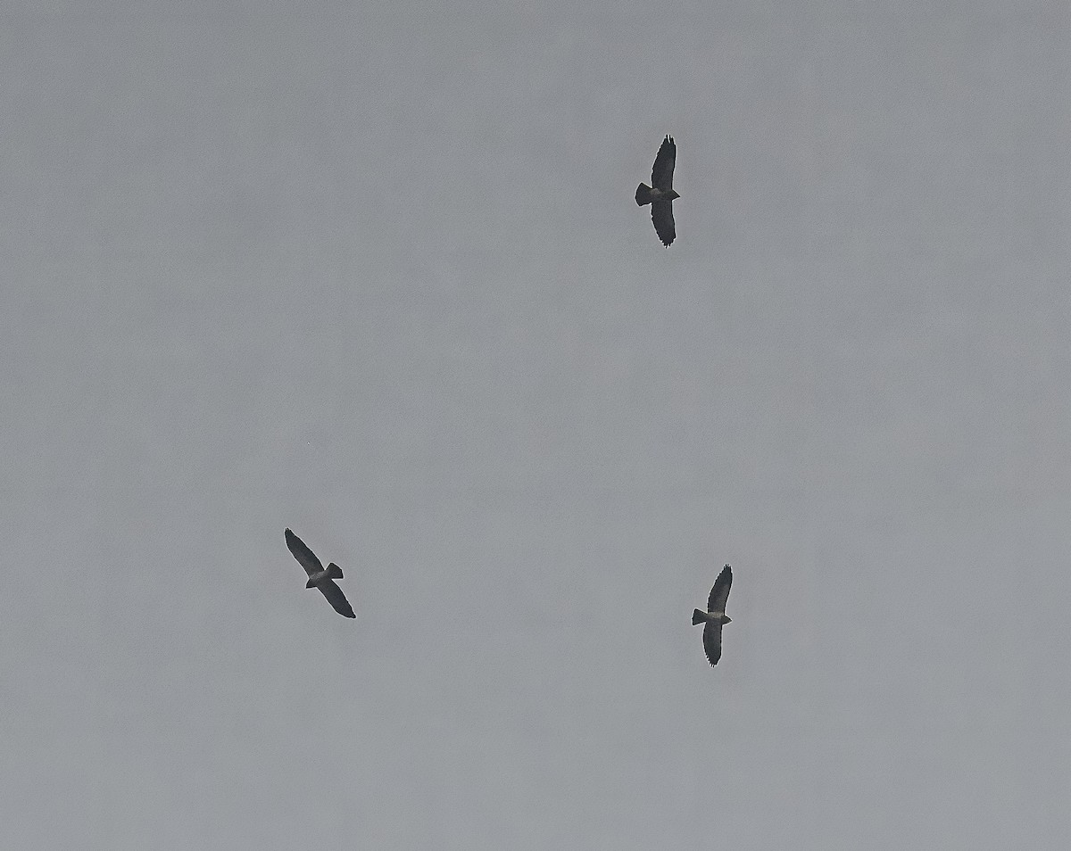 Swainson's Hawk - ML617126845