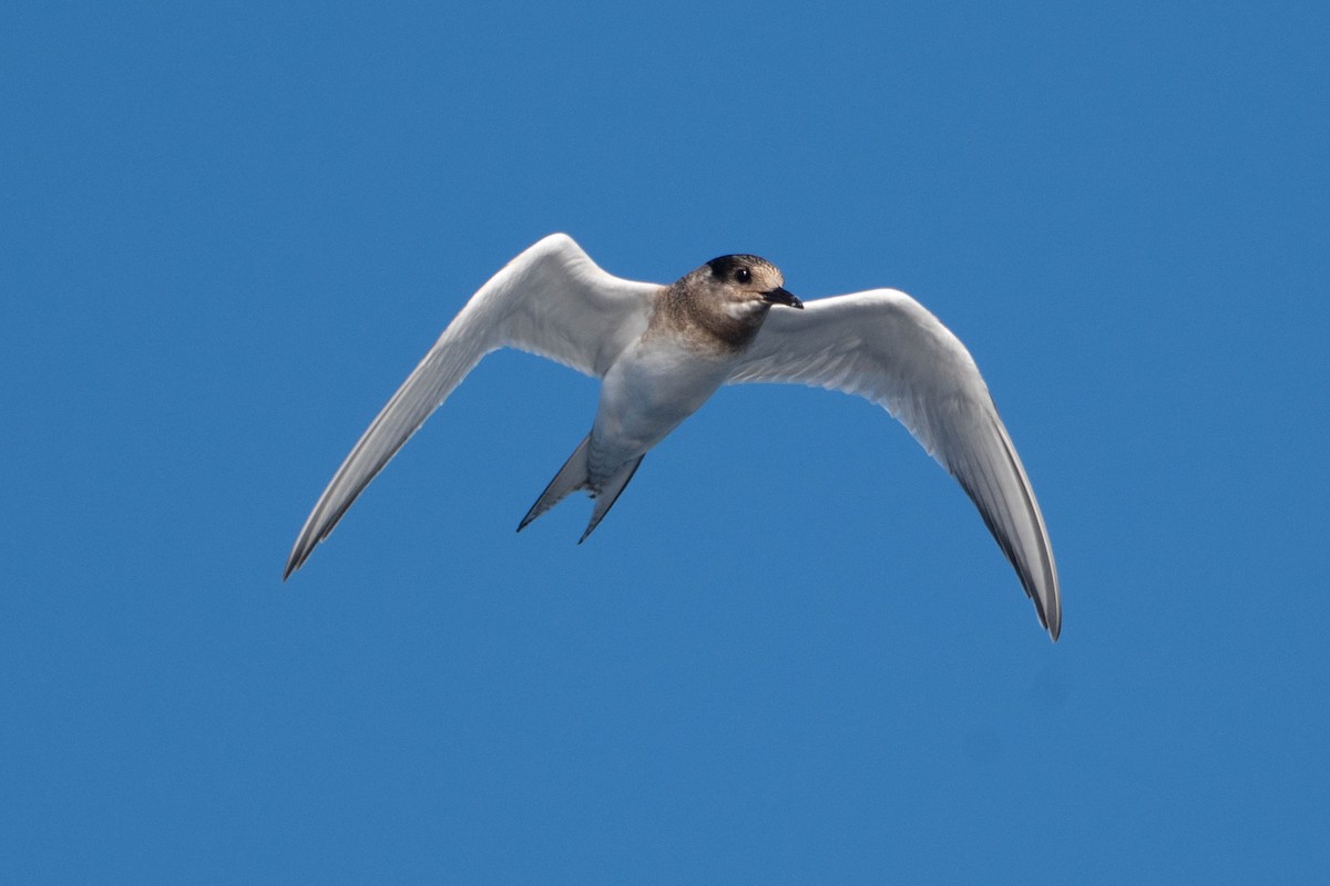 Antarctic Tern - ML617126848