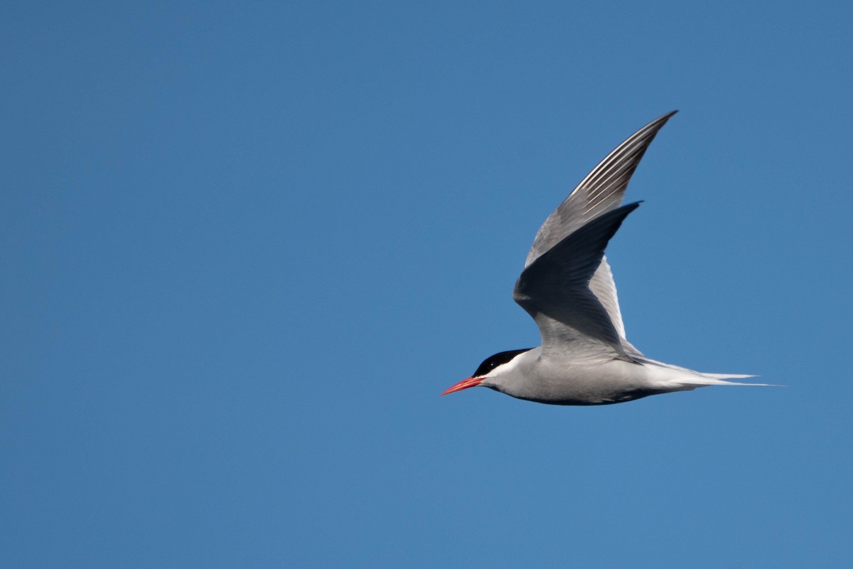 Antarctic Tern - Kini Roesler