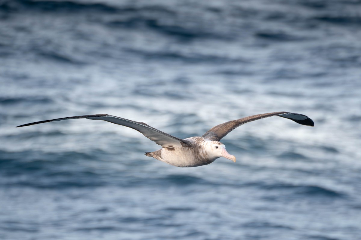 Tristan Albatross - Kini Roesler