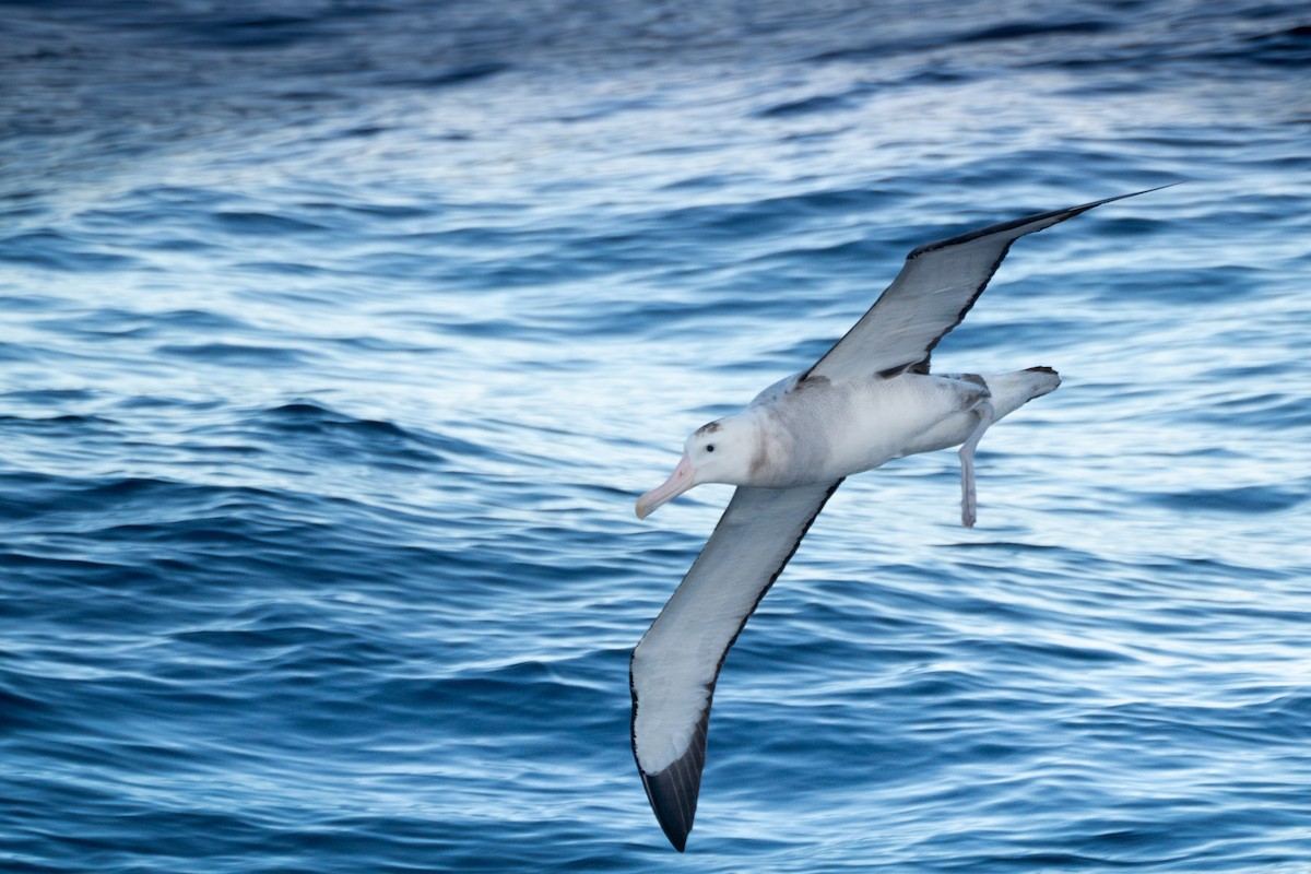 Albatros de Tristan da Cunha - ML617126854