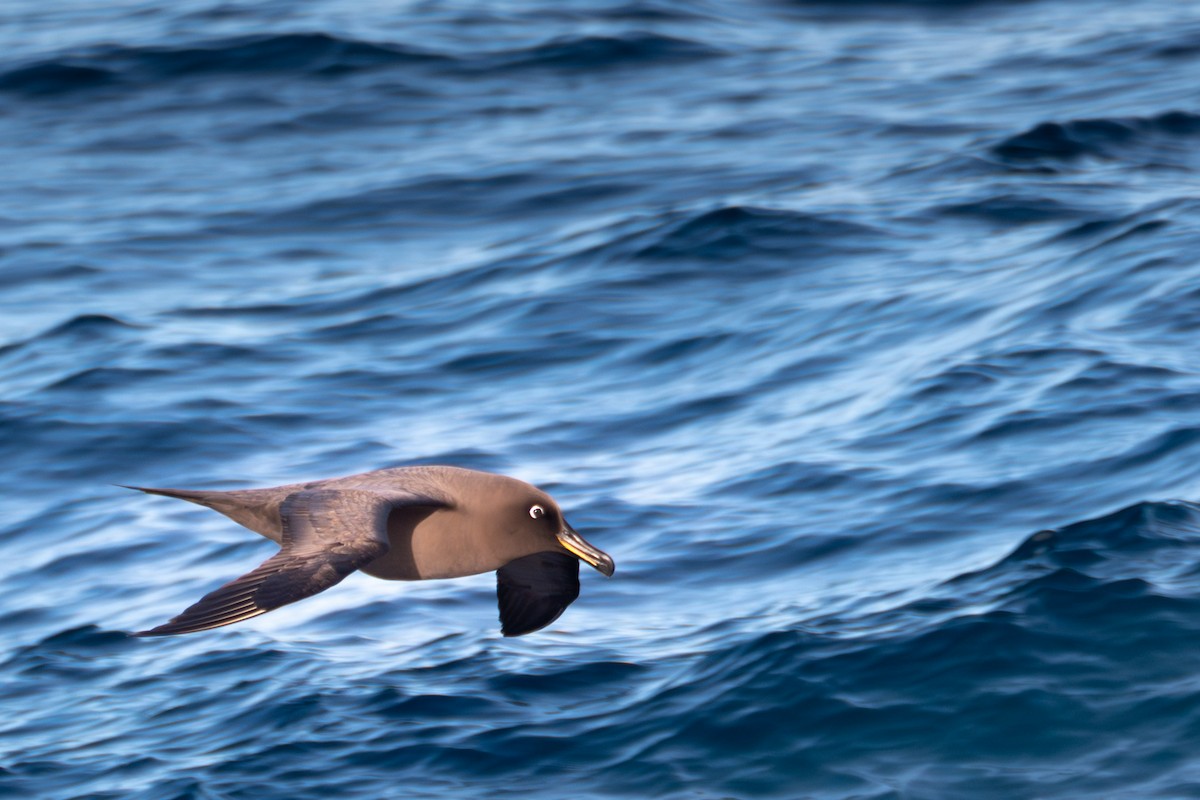 Sooty Albatross - ML617126855