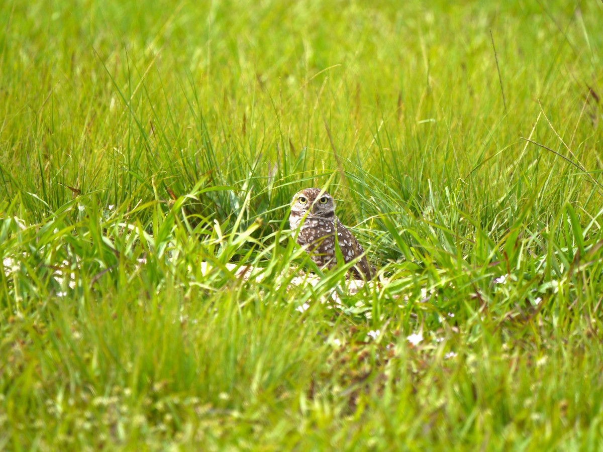 Burrowing Owl (Florida) - Robert Mottershead