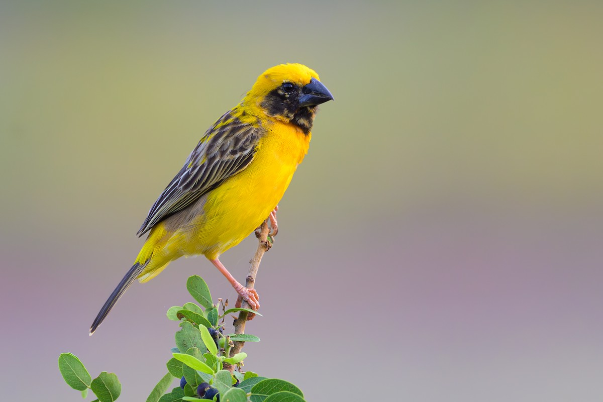 Asian Golden Weaver - ML617126890