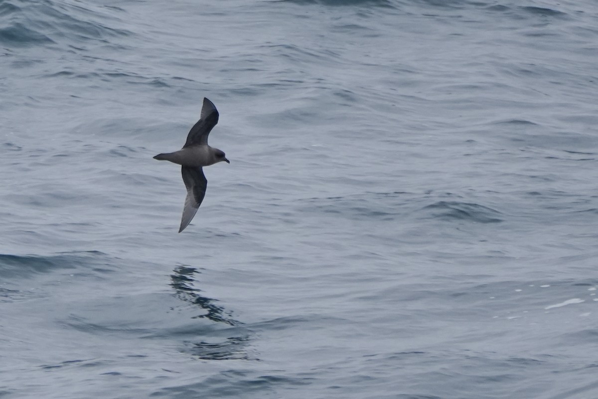 Kerguelen Petrel - ML617126921