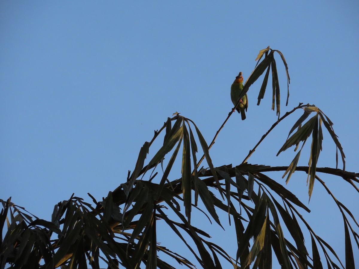 Crimson-fronted Barbet - ML617126933