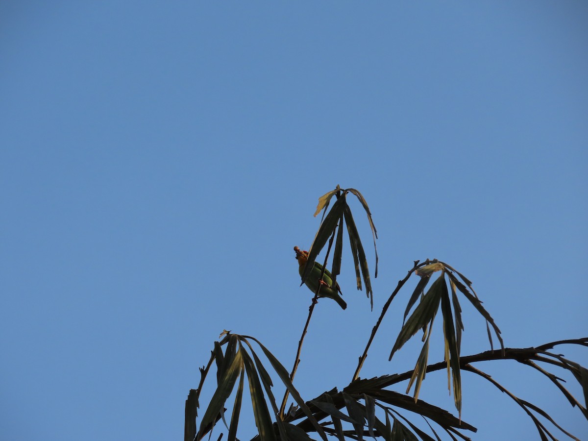 Crimson-fronted Barbet - ML617126934