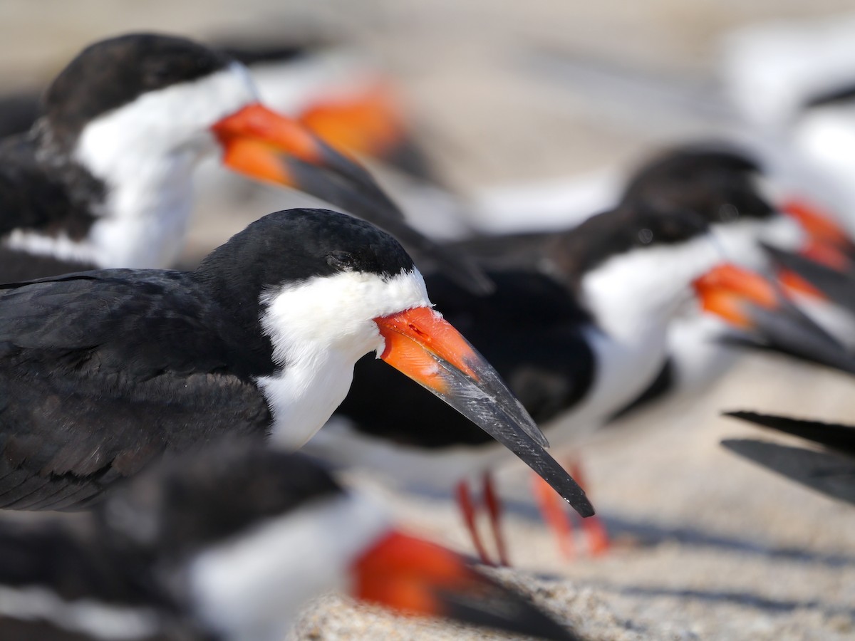 Black Skimmer - ML617126969