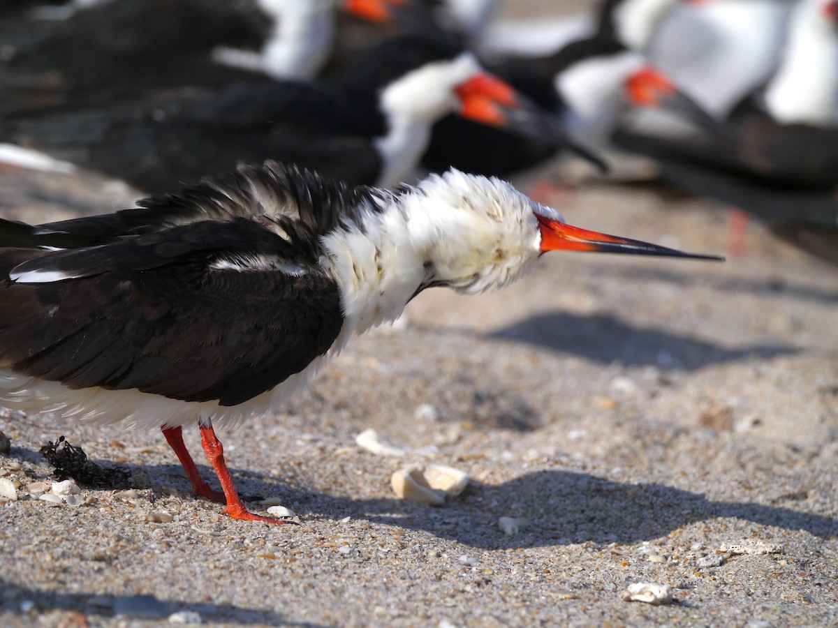 Black Skimmer - ML617126970