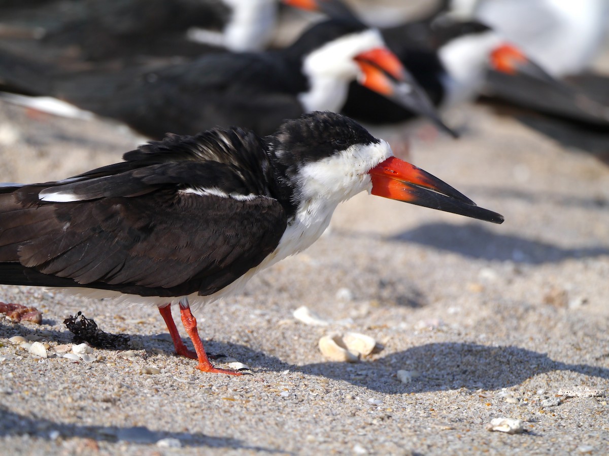 Black Skimmer - ML617126971