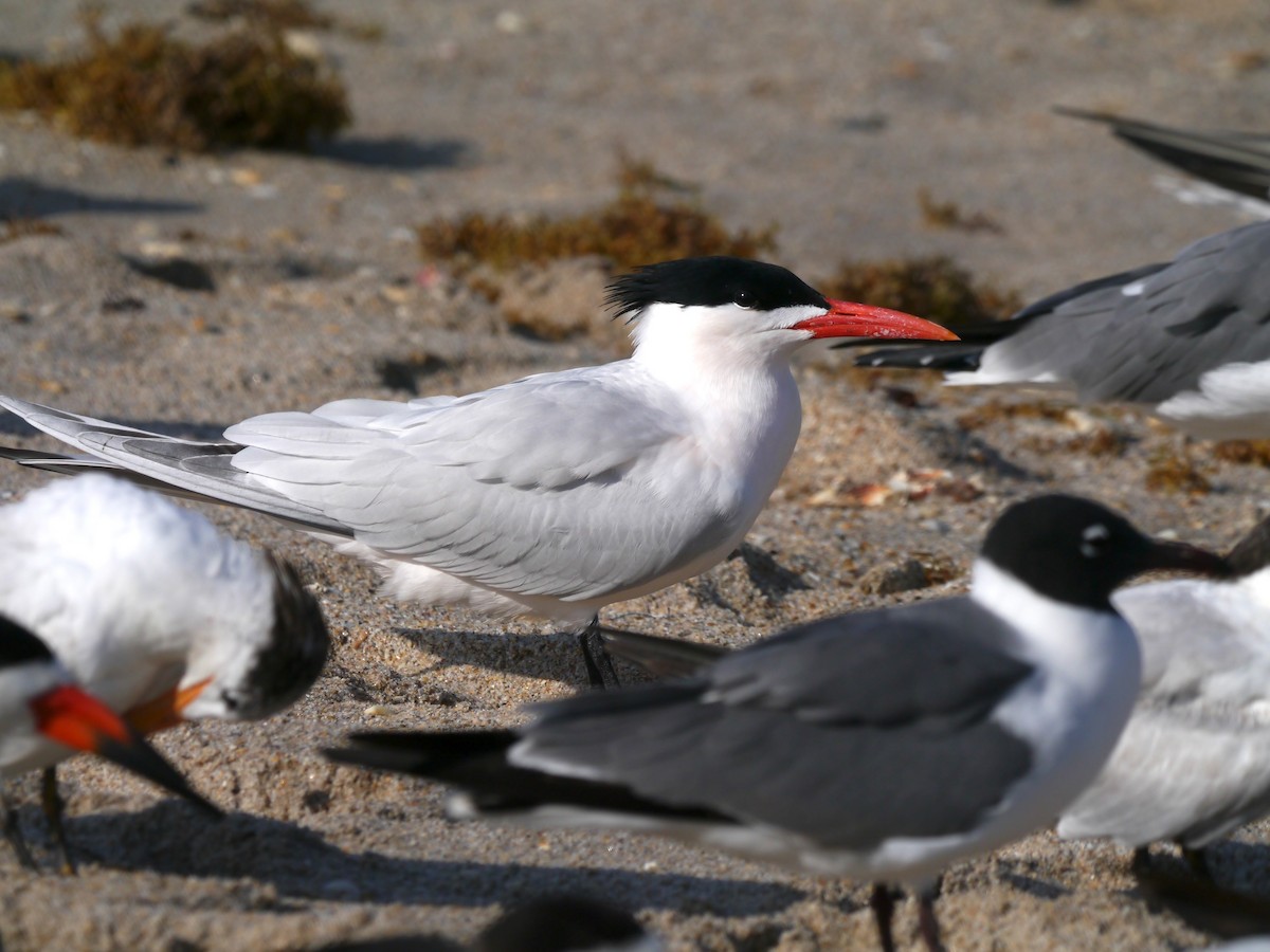 Caspian Tern - ML617126975