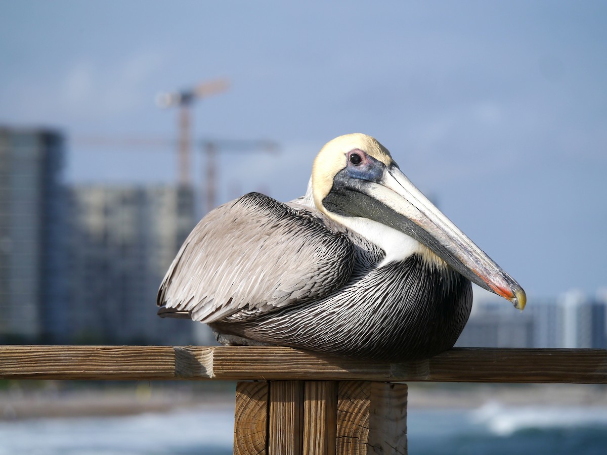 Brown Pelican - ML617126983