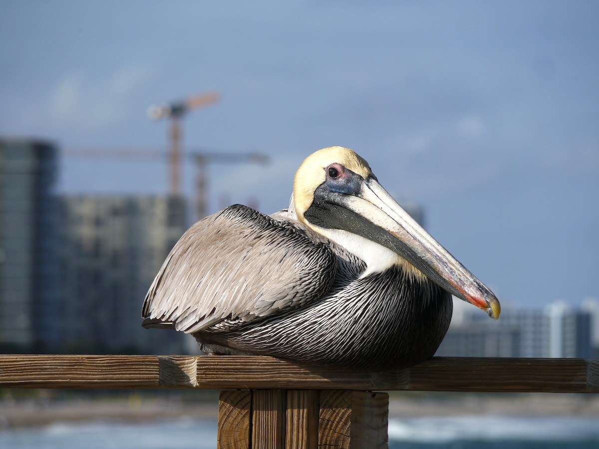 Brown Pelican - ML617126985