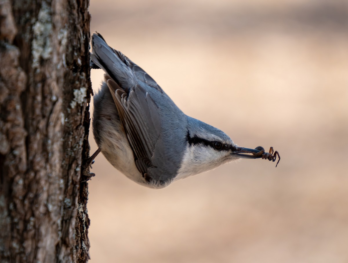 Eurasian Nuthatch (White-bellied) - ML617126997