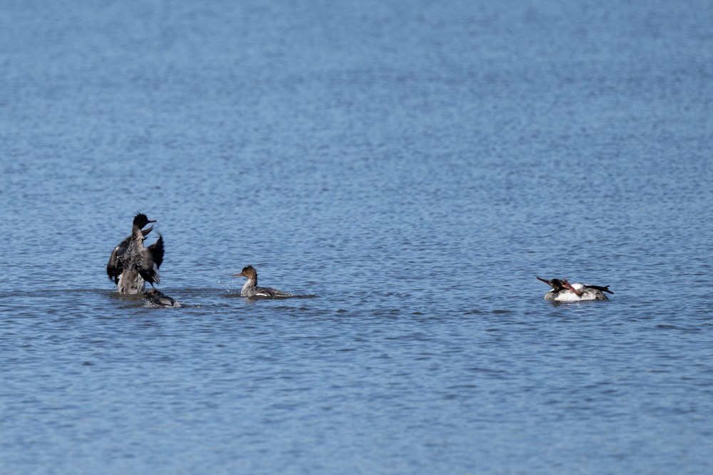 Red-breasted Merganser - ML617127013